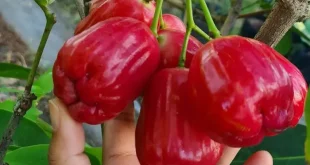 Nutrisi yang Terkandung dalam Buah Jambu Air