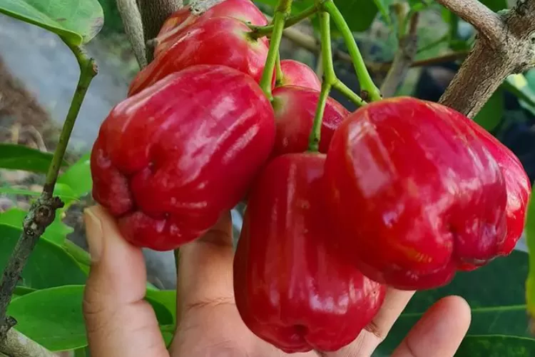 Nutrisi yang Terkandung dalam Buah Jambu Air